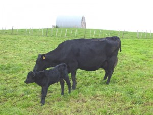 Dairy cow and calf: solving problems by correctly managing your cows through transition. 