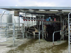 Dairy farm facilities designed for cows work for farmers