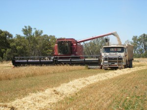 Harvesting grain for dairy cow feeds